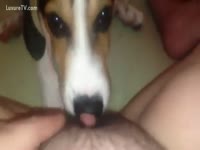 Bestiality Sex DVD - Dog licking some pubes
